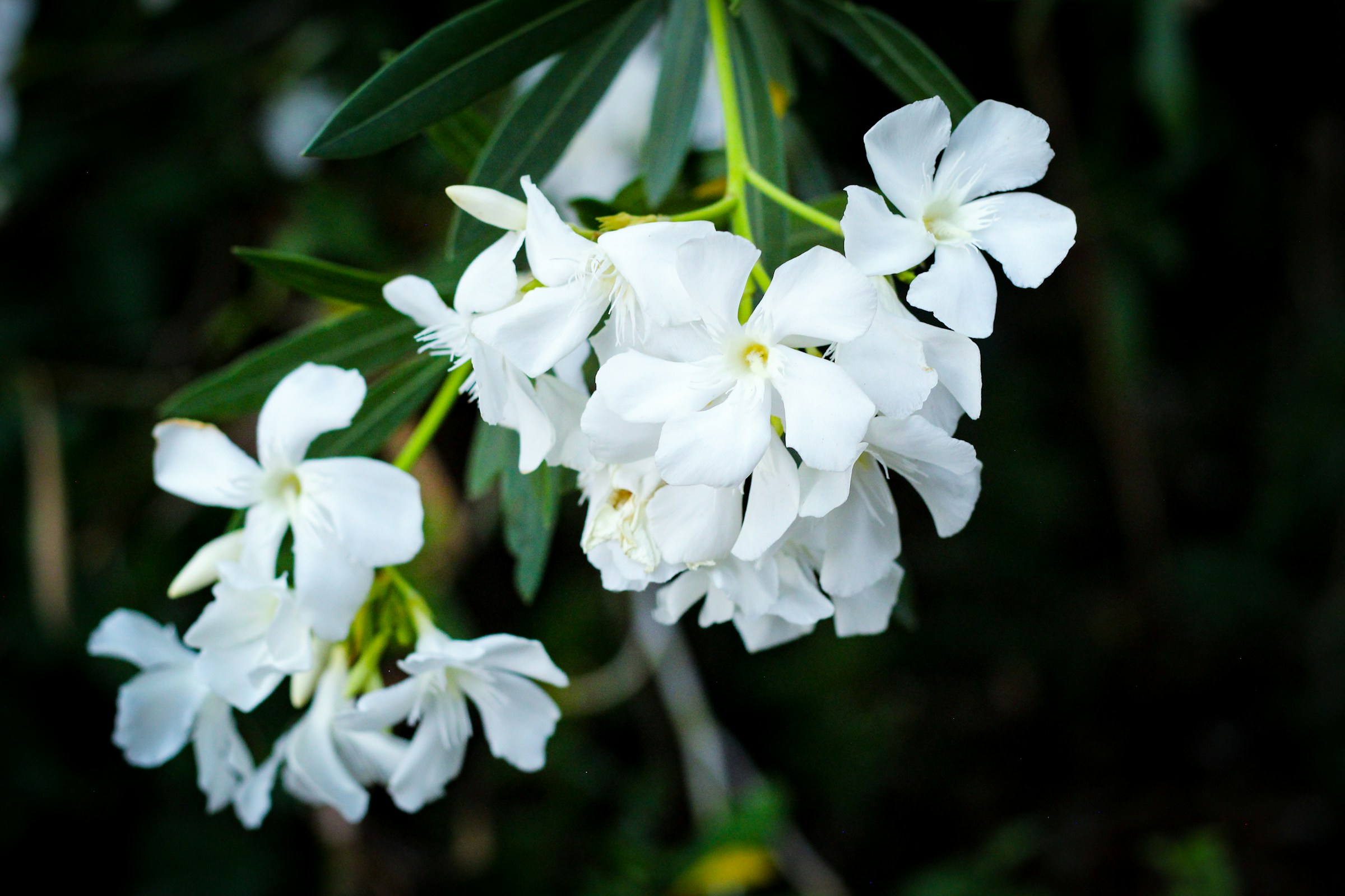 Botanical Essence